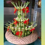 圓盆開運竹盆栽