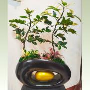 竹柏造景盆栽A款