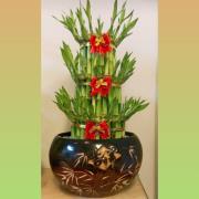 步步高升開運竹盆栽