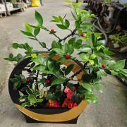 竹柏藝術造型造景盆栽