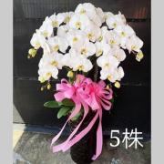 5株蝴蝶蘭盆栽(白)