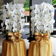 出租蝴蝶蘭盆栽(白)