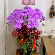 5株高雅蘭花(粉)