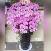 7株高雅蘭花(粉)