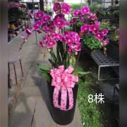 8株高雅蘭花(粉)