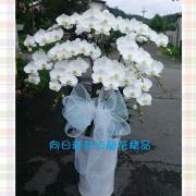 12株蘭花盆景(白)