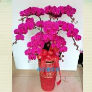 8株蘭花盆景(粉)