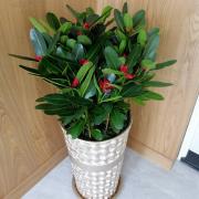 C11_喜慶祝賀盆景