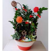 金錢樹祝賀盆栽-A款