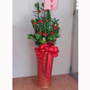 金錢樹祝賀盆栽-B款