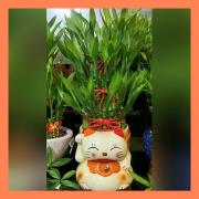 開運竹招財貓盆景