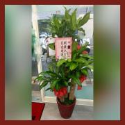 巴西鐵樹盆景