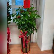 招財進寶樹盆栽01