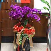 6 株蝴蝶蘭盆栽