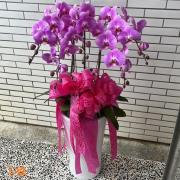 5株蘭花盆景(粉)