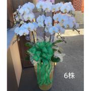 6株蘭花盆景(白)