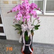 7株蘭花盆景(粉色)