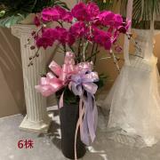 6株蘭花盆景(粉)限彰化殯儀館