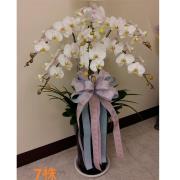 7株蘭花盆景(白)限彰化殯儀館
