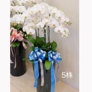 5株蘭花盆景(白)