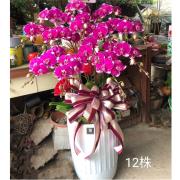 12株蘭花(粉色)
