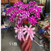 11株蘭花(粉色)