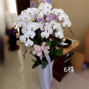 6株蘭花(白)