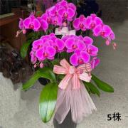 5株蘭花(粉)