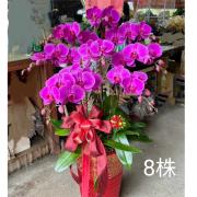 8株蘭花(粉)