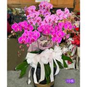 10株蘭花(粉色)