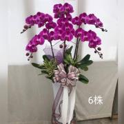 6株落地蘭花(粉色)