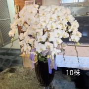 10株落地蘭花(白色)