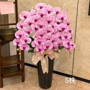 5株落地蘭花(粉色)