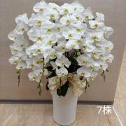 7株落地蘭花(白色)