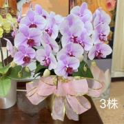 3株桌上型蘭花(白粉色)