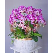 喜慶蘭花A04