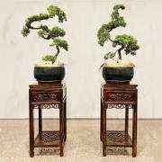 三對松柏盆景(豎靈到告別式)/租用-台中殯儀館