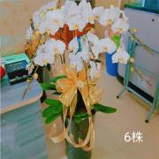 6株蘭花