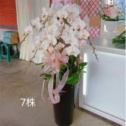 7株蘭花