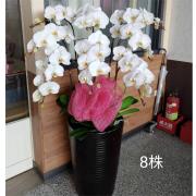 8株蘭花