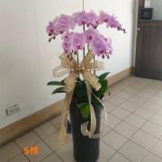 5株蘭花(粉色)