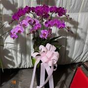 7株粉色蘭花