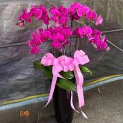 6株粉色蘭花