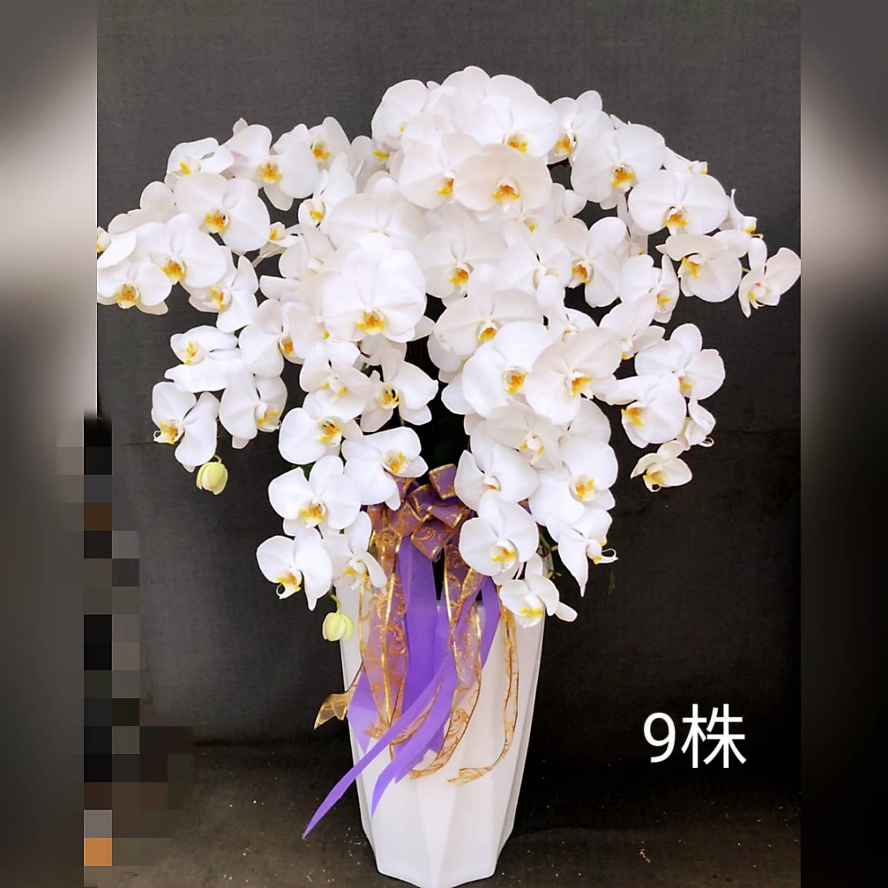 9株蘭花盆景-台北,新北(白)