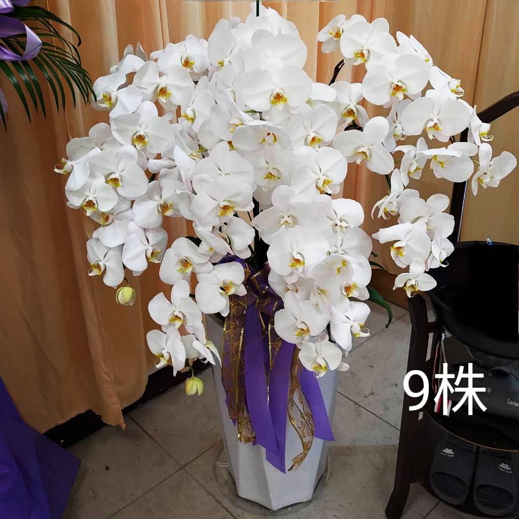 9株蘭花盆景-台北,新北(白)