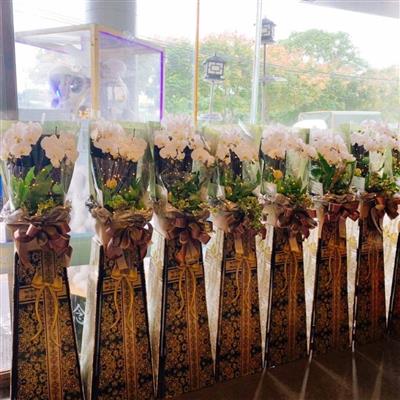 (5對出租)璀燦星空走道蘭花(限殯儀館告別式)