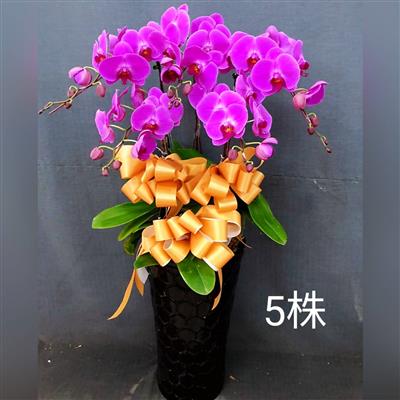5株蘭花盆景-金山、三芝、石門(紅或粉)