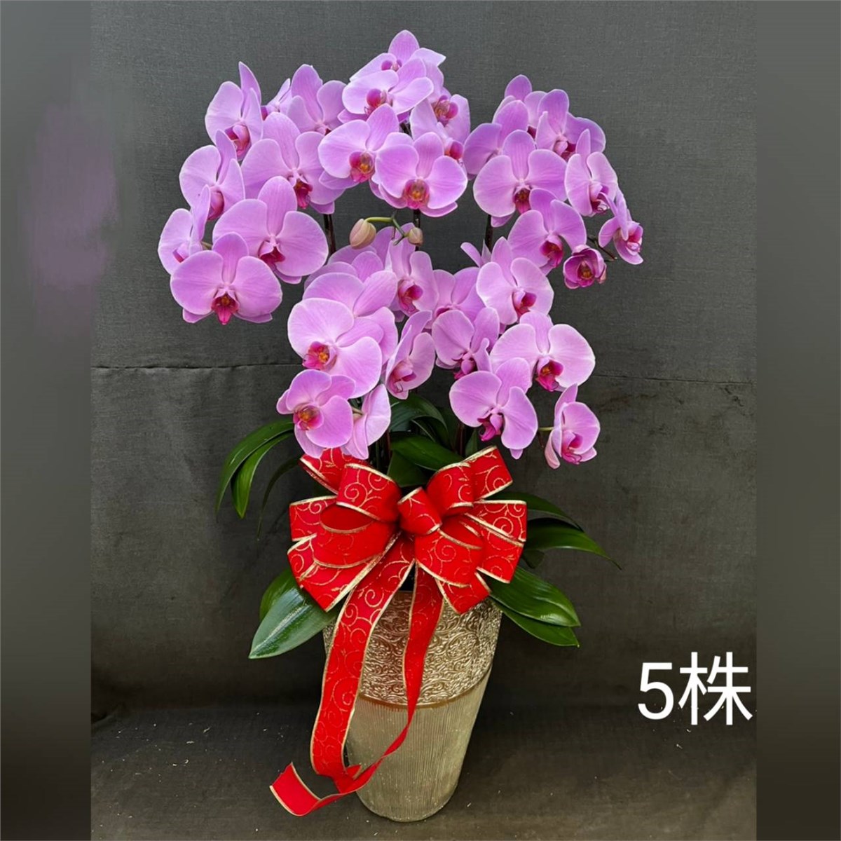 5株蘭花盆景-台北,新北(紅或粉)