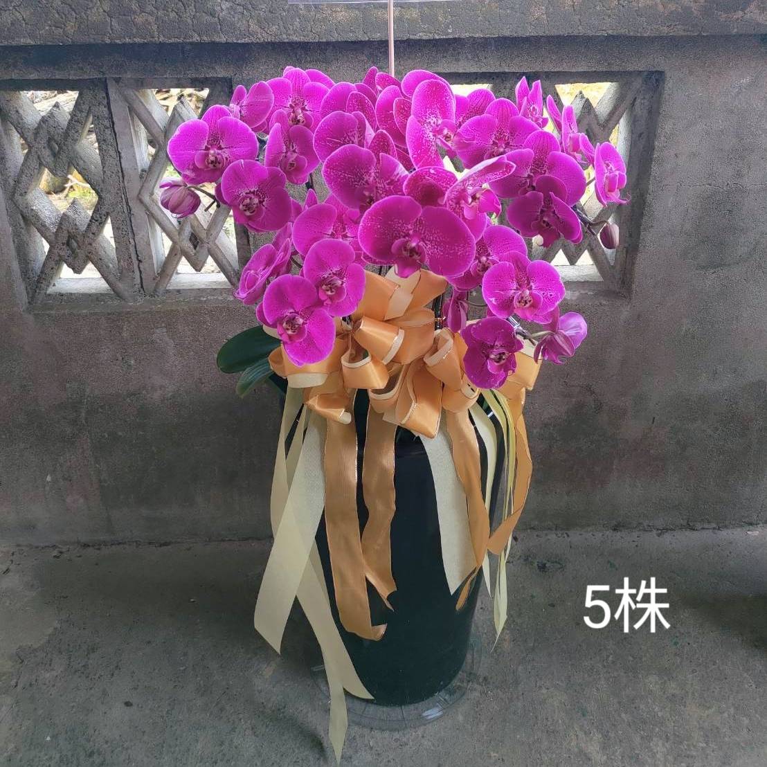 5株蘭花盆景-台北,新北(紅或粉)