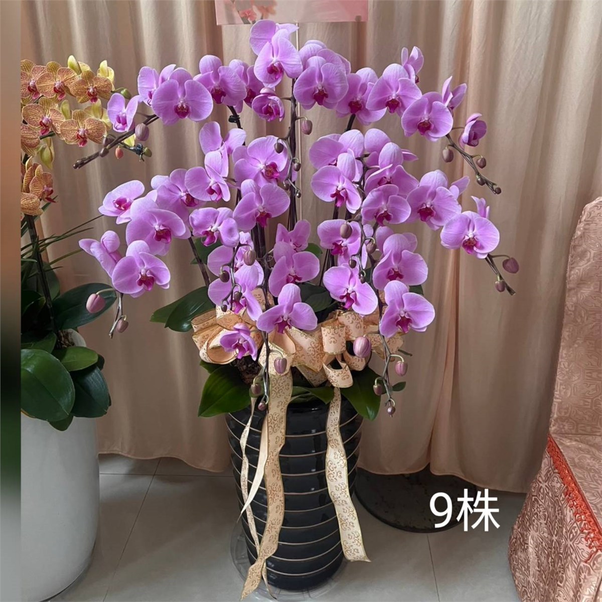 9株蘭花盆景-台北,新北(紅)